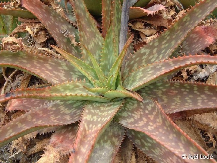 Aloe parvibracteata ©JLcoll.4875